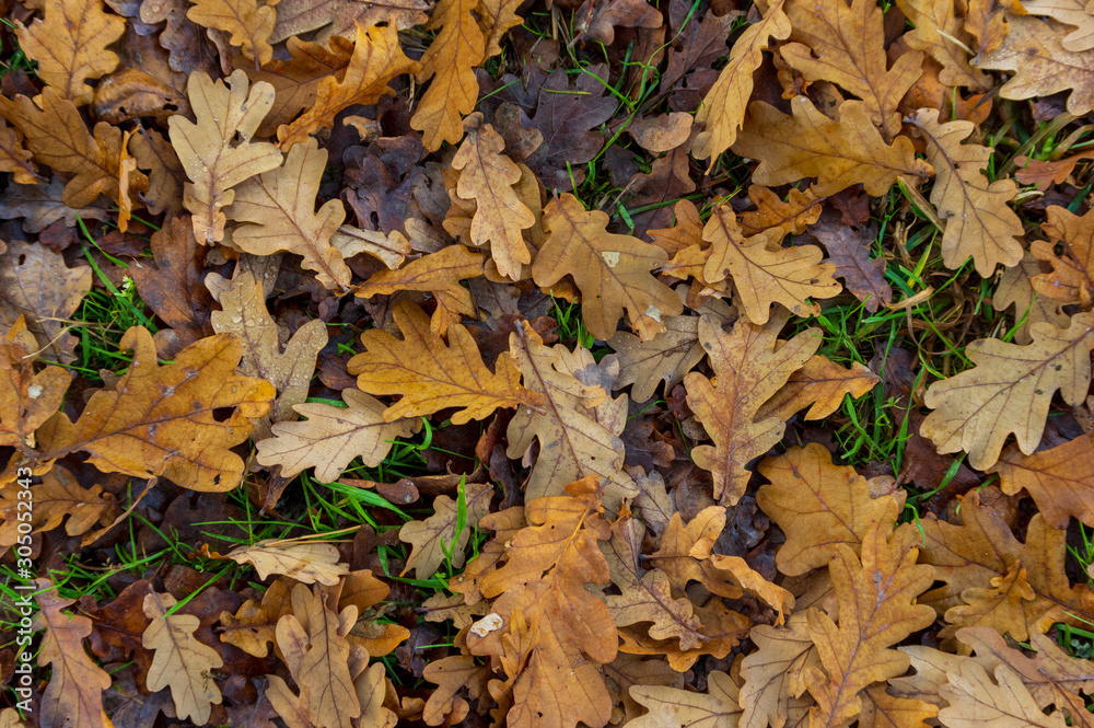 dry oak leaves on forest floor in European forest in november