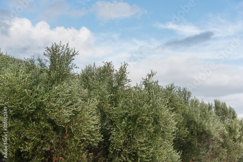 Olive trees farm and sky on background.