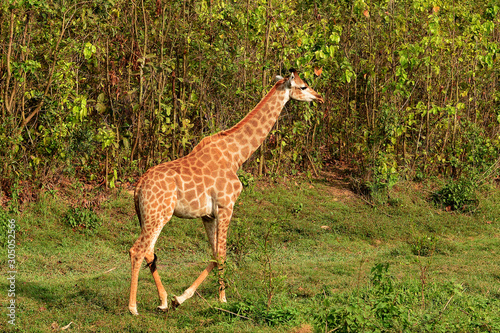 A giraffe looking and listening.