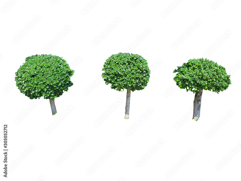 Fototapeta premium three Ficus annulata Blume tree isolated on white background