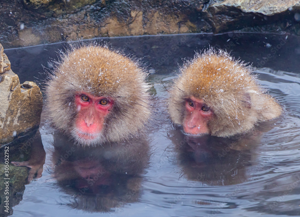 Fototapeta premium Japanese macaque or snow Japanese monkey with onsen at snow monkey park or Jigokudani Yaen-Koen in Nagano, Japan during the winter season