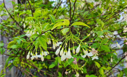  Wrightia religiosa Benth flower in the garden.