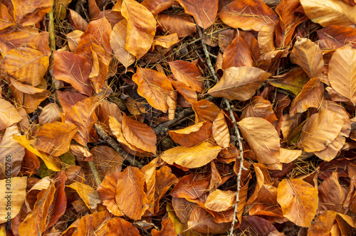Obraz na plátně golden beech leaves on forest ground