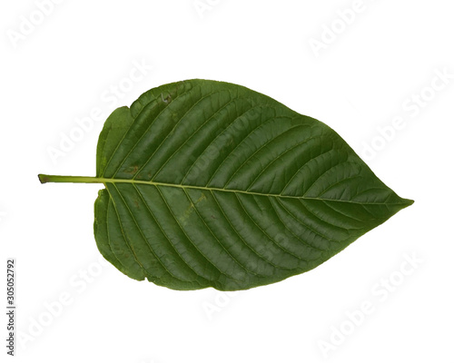 front of the kratom leaf (Mitragyna speciosa) on white blackground, Drugs and Narcotics