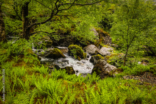 Picturesque landscape of a mountain forest with traditional nature of Scotland.