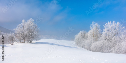 bunch of trees in hoarfrost on snow covered hill. sunny morning panorama . misty weather with blue sky. magical winter moments. beautiful nature background of white season in carpathian mountains © Pellinni