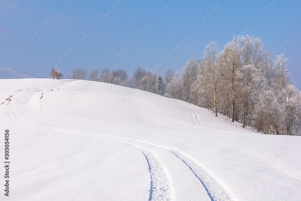 trees in hoarfrost on snow covered meadow. sunny forenoon of mountainous countryside. hazy atmosphere with blue sky. calm winter nature scenery. track on the surface