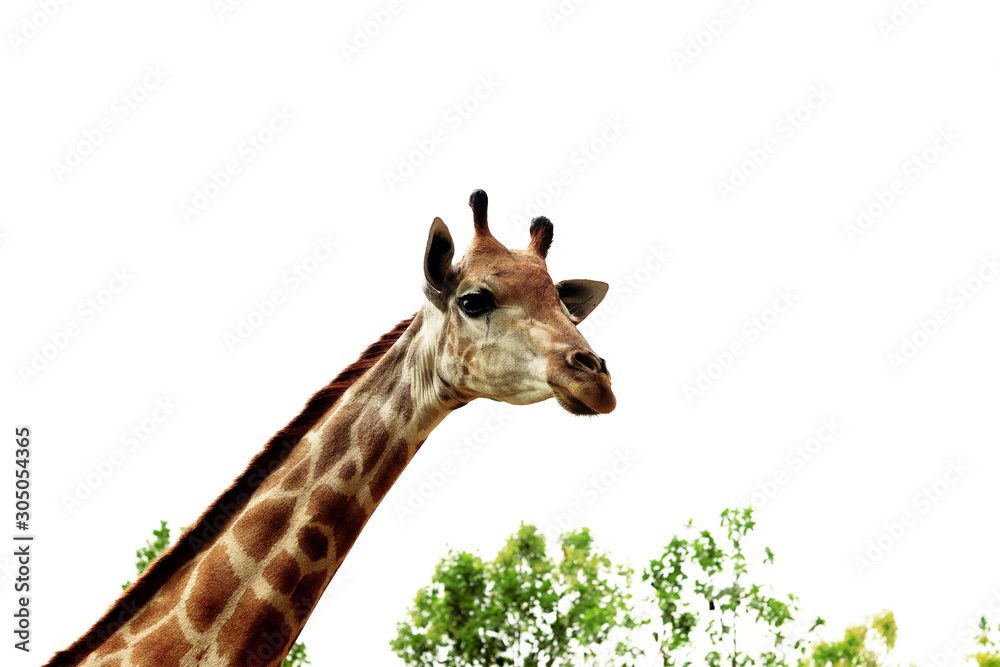 Fototapeta premium A giraffe looking and listening.
