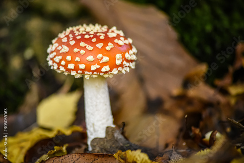 fly agaric mushroom in the forest close up