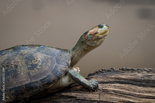 Schildkröte ruht auf Ast photo