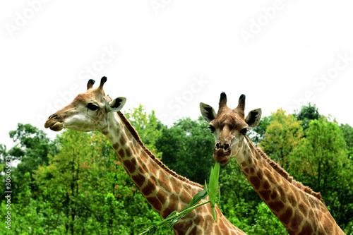 Photography A giraffe looking and eating.