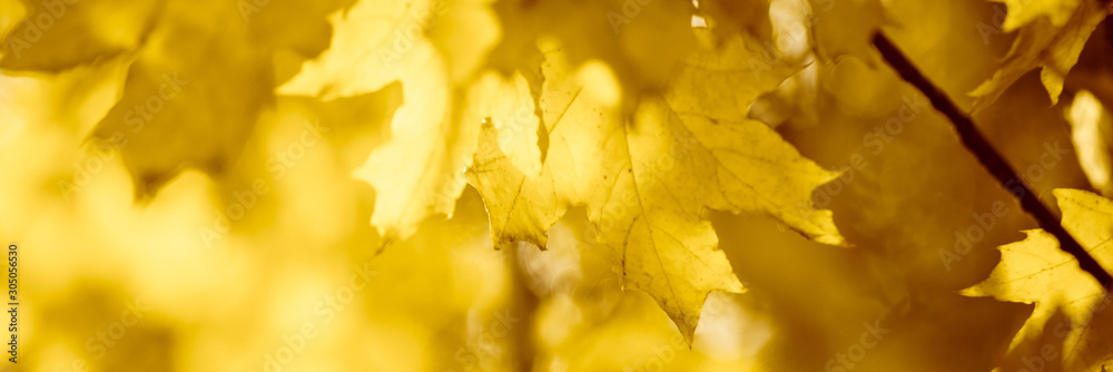 Autumn maple tree with yellow leaves in sunny forest. Autumn maple tree with yellow leaves in sunny forest.