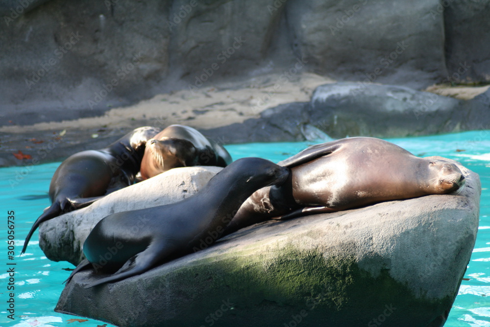 Fototapeta premium sea lions sunbathing on a rock