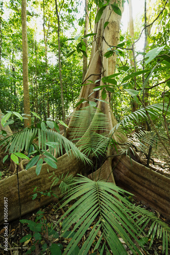 Butresses of tropical rainforest trees in Tangkoko National Park  North Sulawesi Indonesia.