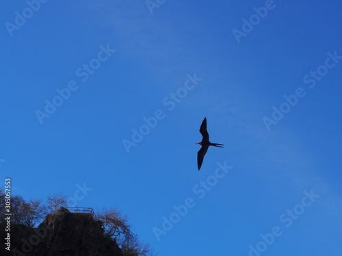 Watching the bird fly gracefully in the sky from underneath, San Cristobal Island (Isla de San Cristóbal) is one of the Galápagos Islands, Ecuador © Mithrax