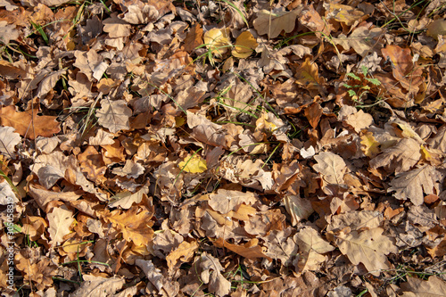 Golden carpet of autumn fallen oak leaves