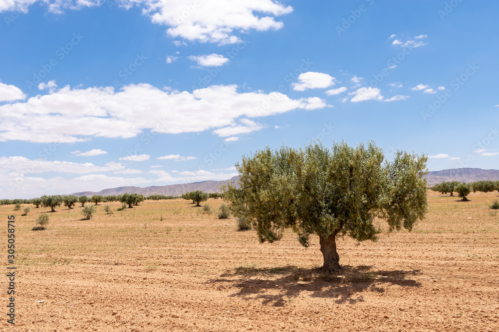 Champ d'oliviers au sud de la Tunisie