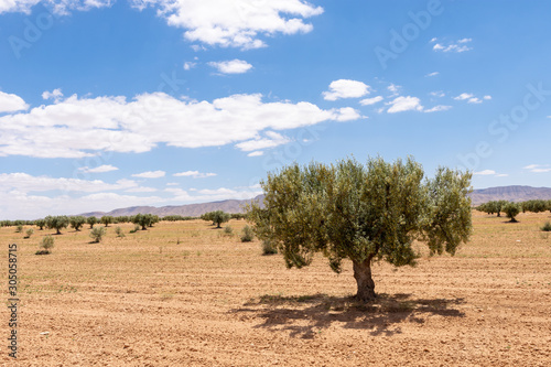 Champ d oliviers au sud de la Tunisie