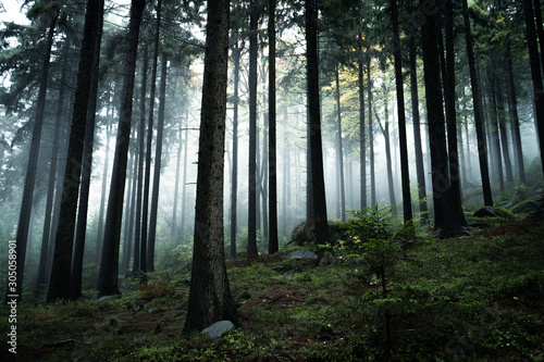 oland forest with fog and soft light, Stolowe gory, Poland