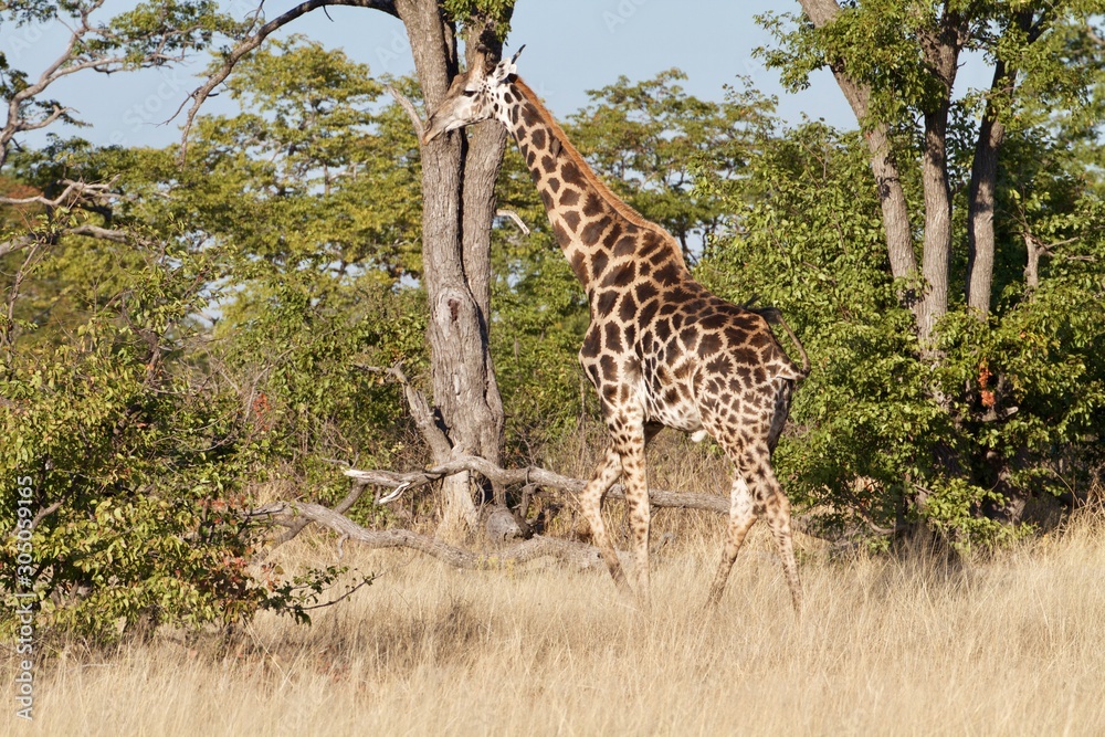 Fototapeta premium giraffe in africa walking 