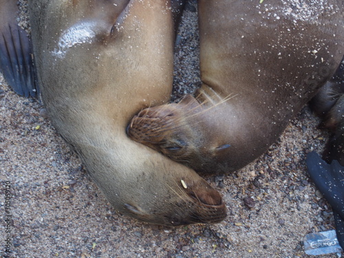 Sea lions relaxing on the beach  San Cristobal Island  Isla de San Crist  bal  is one of the Gal  pagos Islands  Ecuador