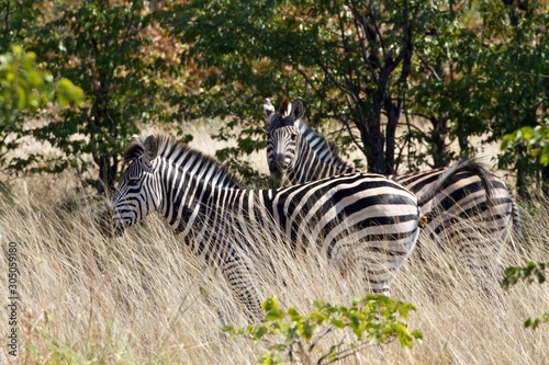 zebras in tall dry grass of savanna, Hwange NP, Zimbabwe  photo