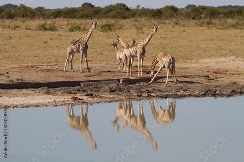 herd of giraffes in africa, Hwange National Park, Zimbabwe 