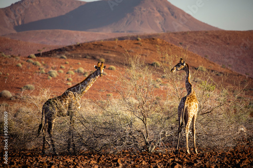 Photography Desert giraffe - Damaraland - Namibia.