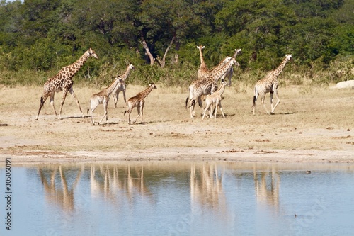 group of giraffes reflected into the water Lake in Hwange National Park, Zimbabwe 