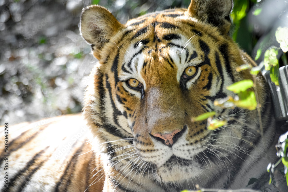 Obraz premium regard gentil d'un tigre