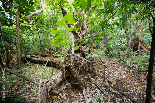 Fallen trees in Tangkoko National Park, North Sulawesi Indonesia.