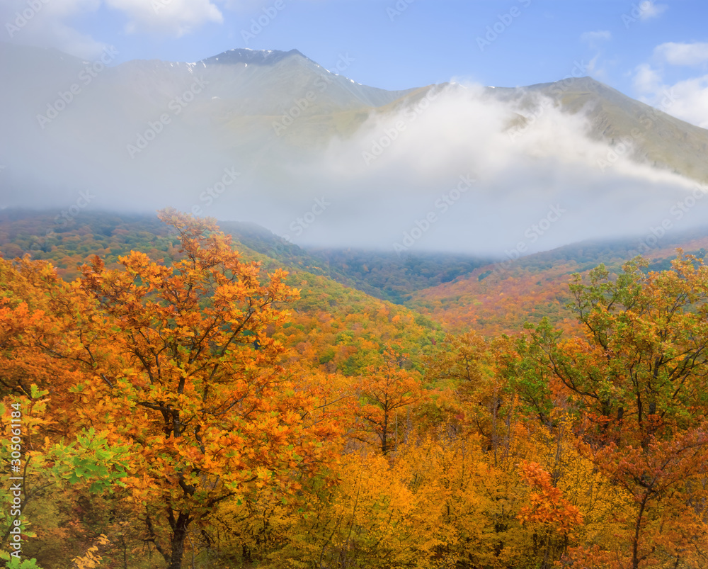 red autumn forest before mountain ridge in a dense clouds red autumn forest before mountain ridge in a dense clouds