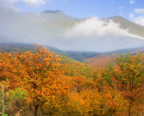 red autumn forest before mountain ridge in a dense clouds
