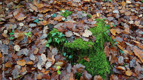 tapis de feuilles mortes