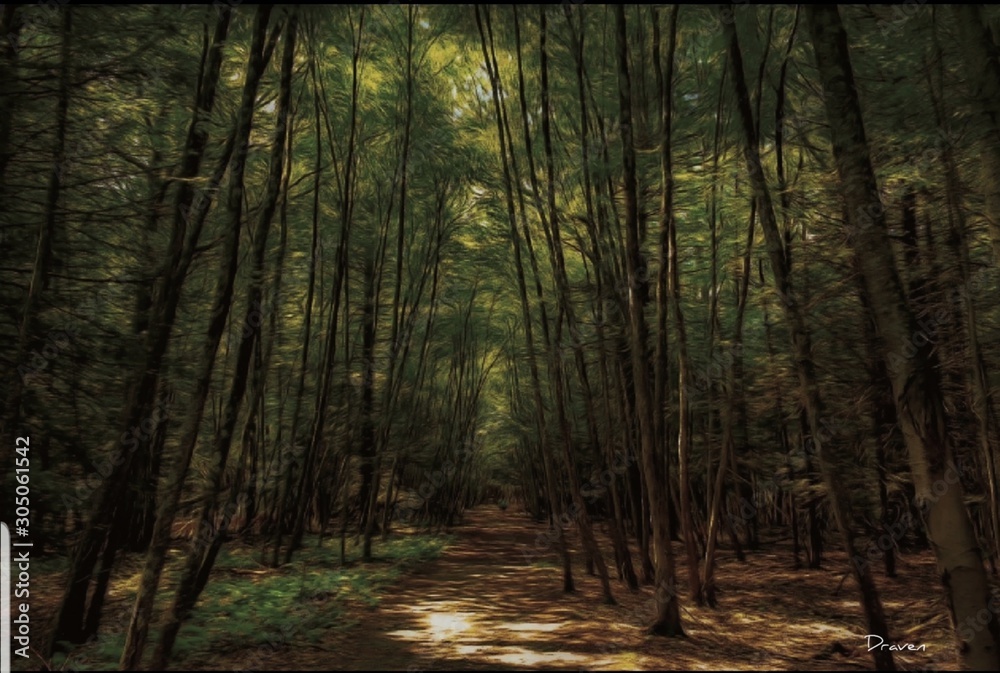 Obraz premium morning in the forest