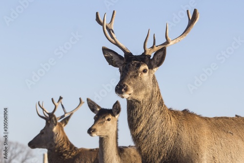 Winter wildlife landscape with noble deers Cervus Elaphus. Deer with large Horns © Ingus Evertovskis