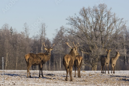Fototapeta Naklejka Na Ścianę i Meble -  Winter wildlife landscape with noble deers Cervus Elaphus. Deer with large Horns