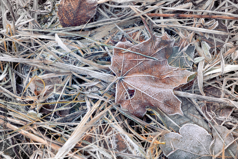 maple leaf in frosty hoarfrost from the first frosts maple leaf in frosty hoarfrost from the first frosts