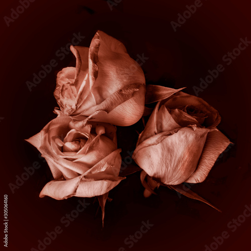 Three ripped rose buds on a dark background
