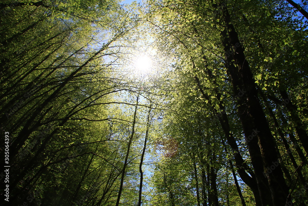 Obraz premium sun in the forest