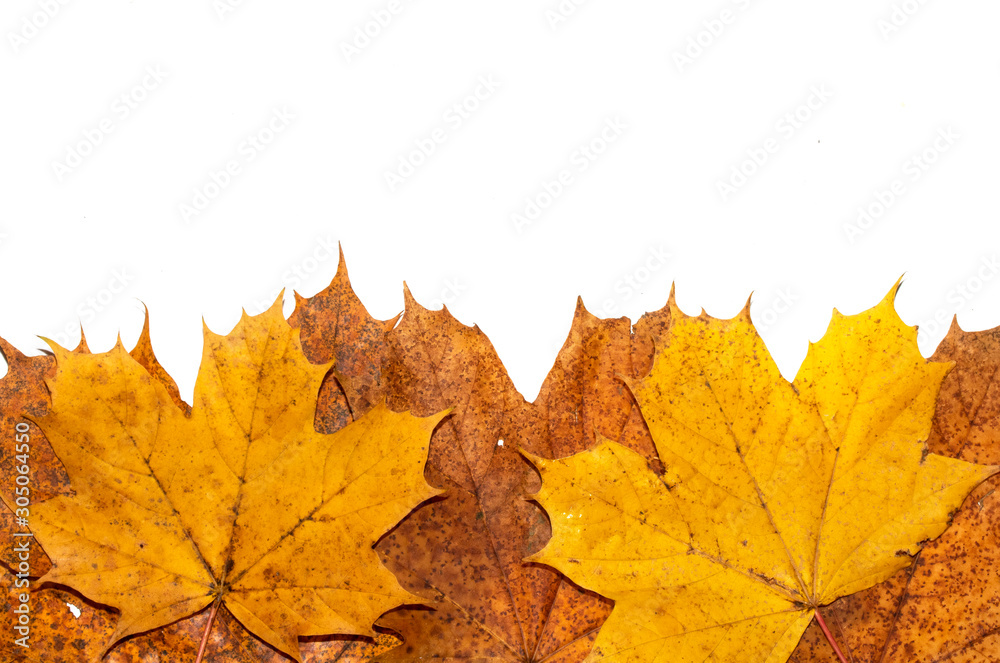 Fallen Dead Autumn Leaves for Background Border Fallen Dead Autumn Leaves for Background Border