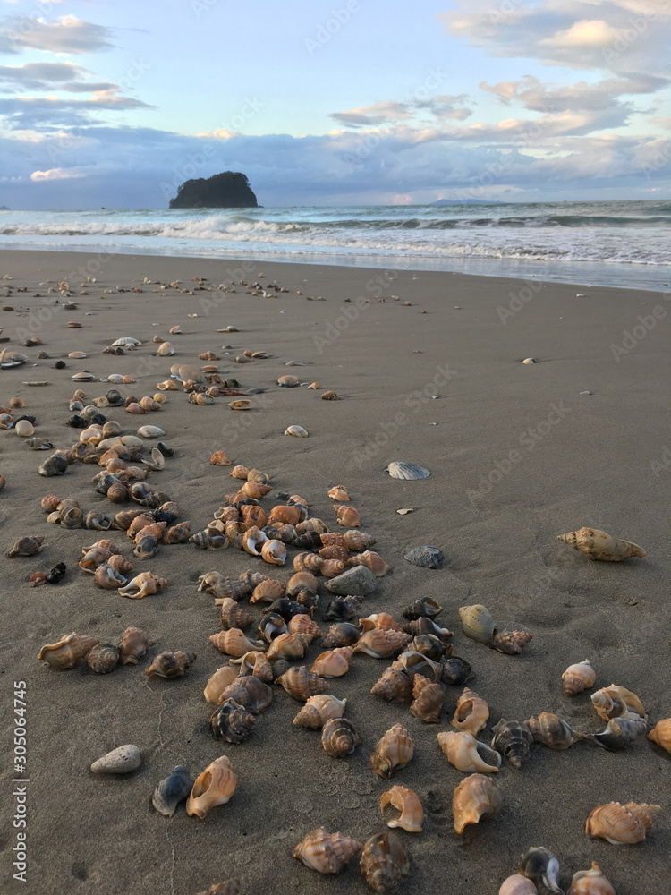 Schöne Muscheln am Pazifikstrand Schöne Muscheln am Pazifikstrand
