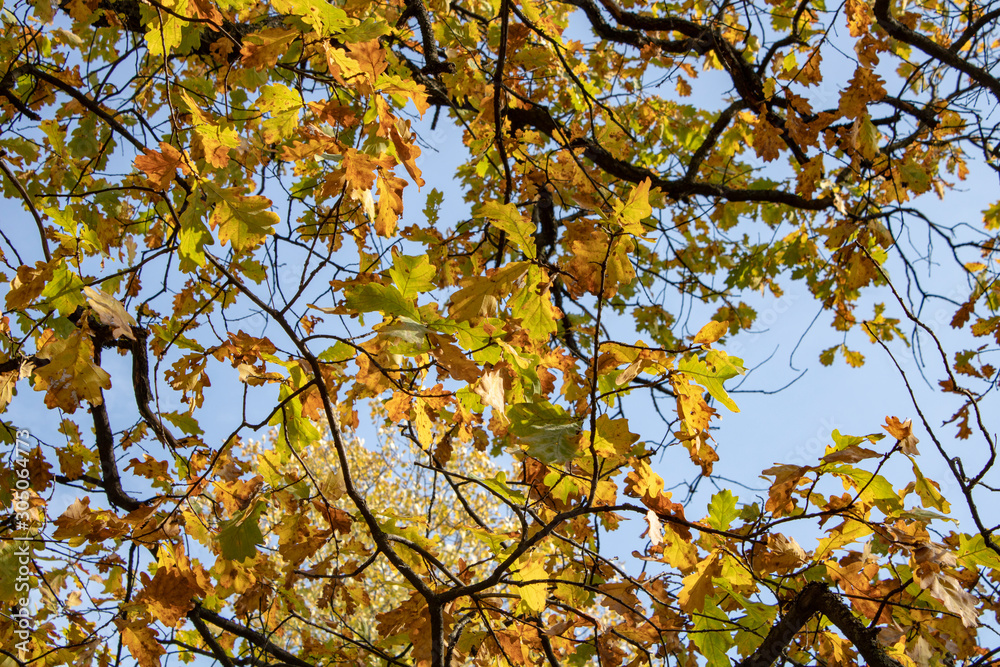 Oak branches with golden emerald autumn leaves in the rays of the setting sun