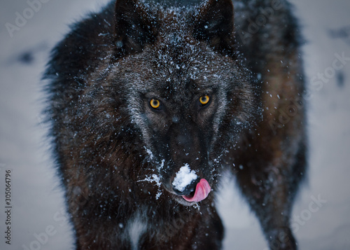 Lakota Black Wolf photo