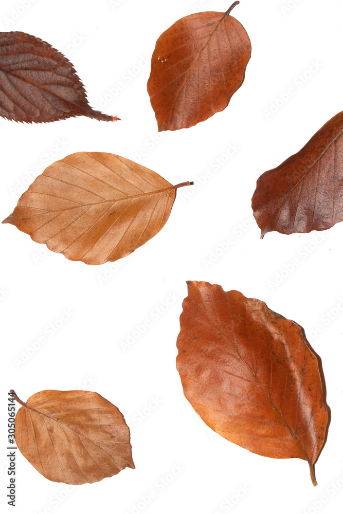 Fallen Dead Autumn Leaves for Background Border Fallen Dead Autumn Leaves for Background Border
