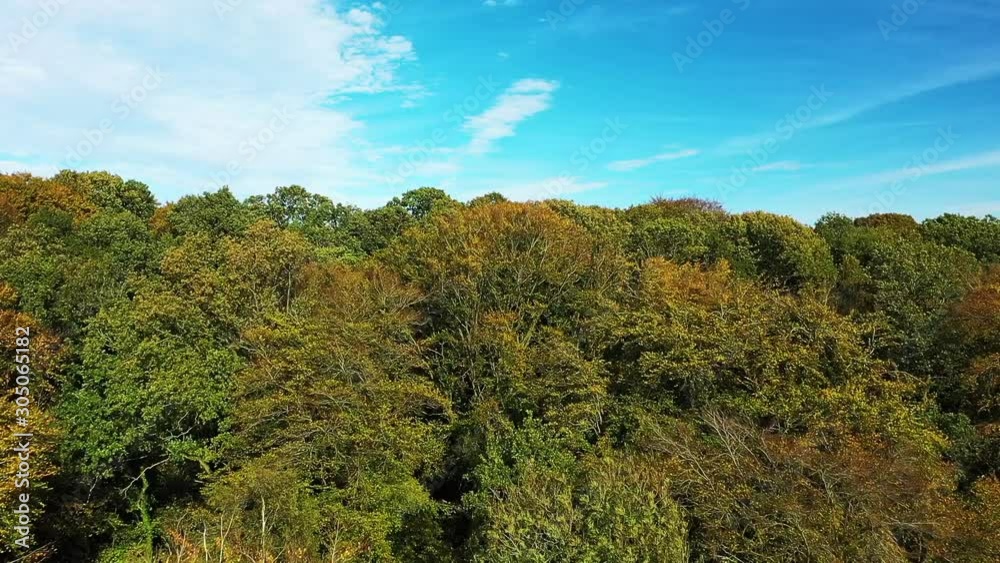 Arbres dans une forêt ou un bois au début de l'automne avec le ciel bleu en arrière plan Arbres dans une forêt ou un bois au début de l'automne avec le ciel bleu en arrière plan