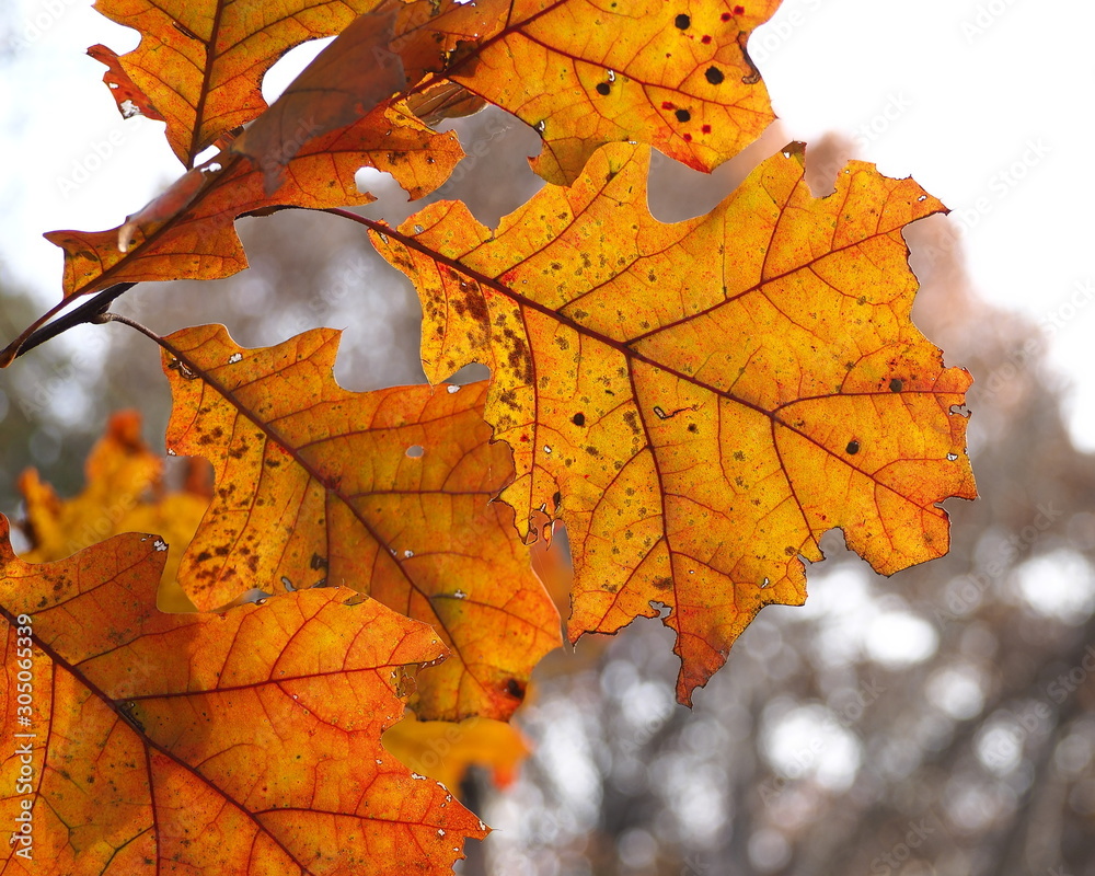 fall foliage closeup