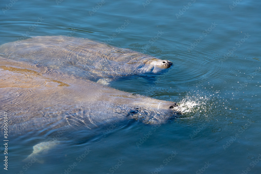 Obraz premium A West Indian Manatee cow and calf (Trichechus manatus) surface for air. Manatees move into Florida's constant 72 degree springs in winter when coastal waters get too cold for their survival.