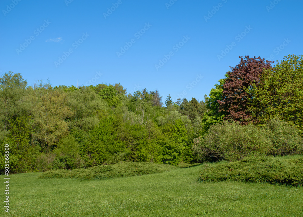Green trees and bushes in a field, summer time