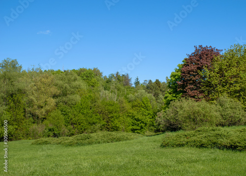 Green trees and bushes in a field, summer time